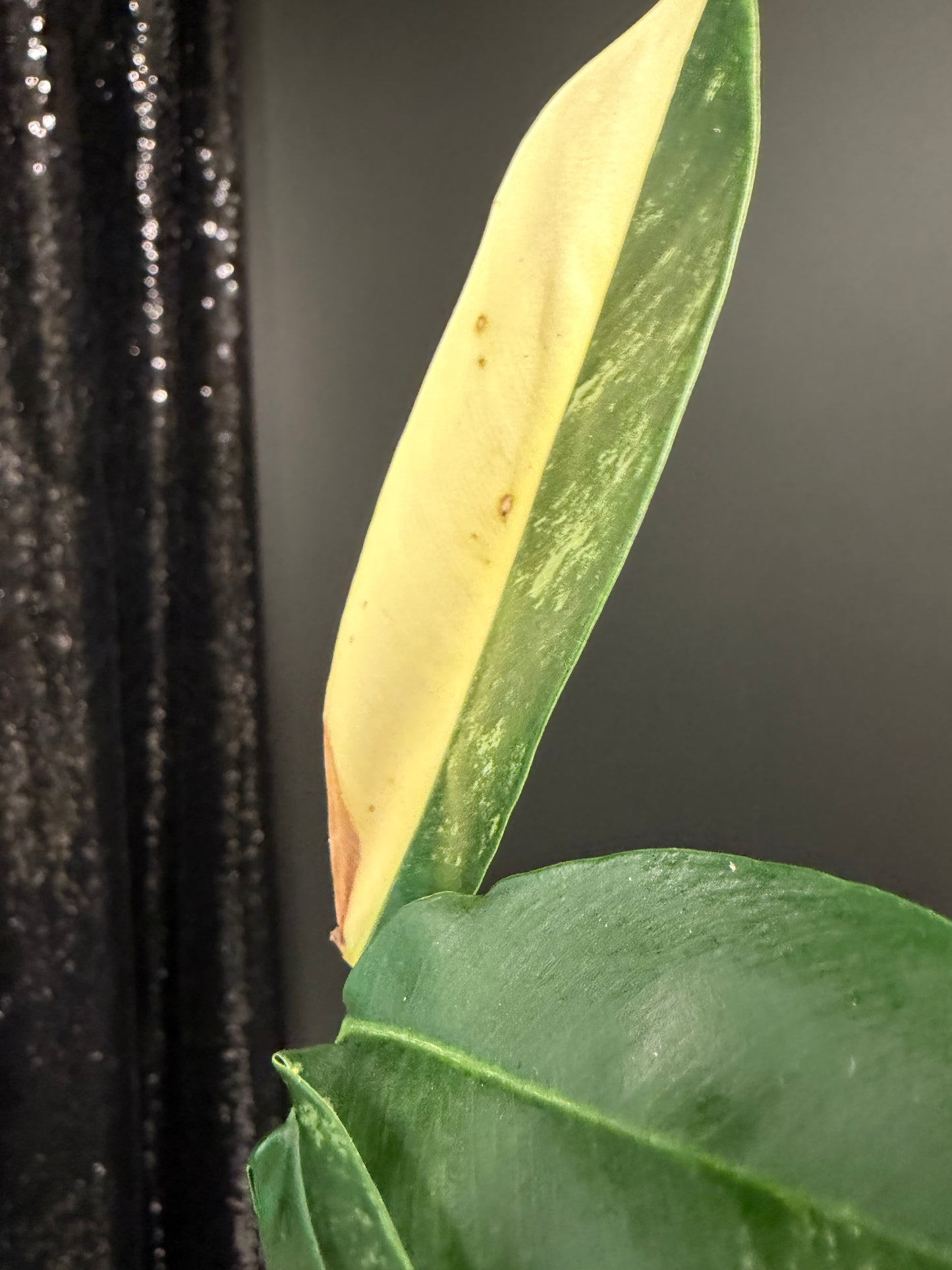 Philodendron Goeldii Variegated