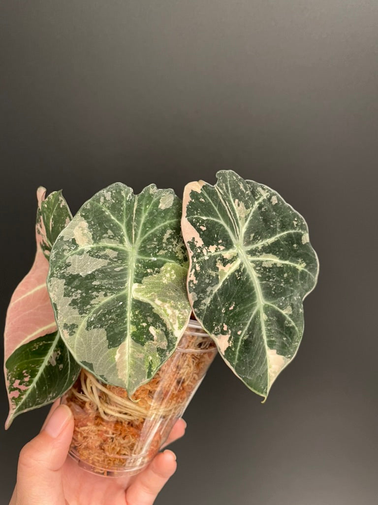 Alocasia Black Velvet Pink Variegated, High Variegation, Fresh Import