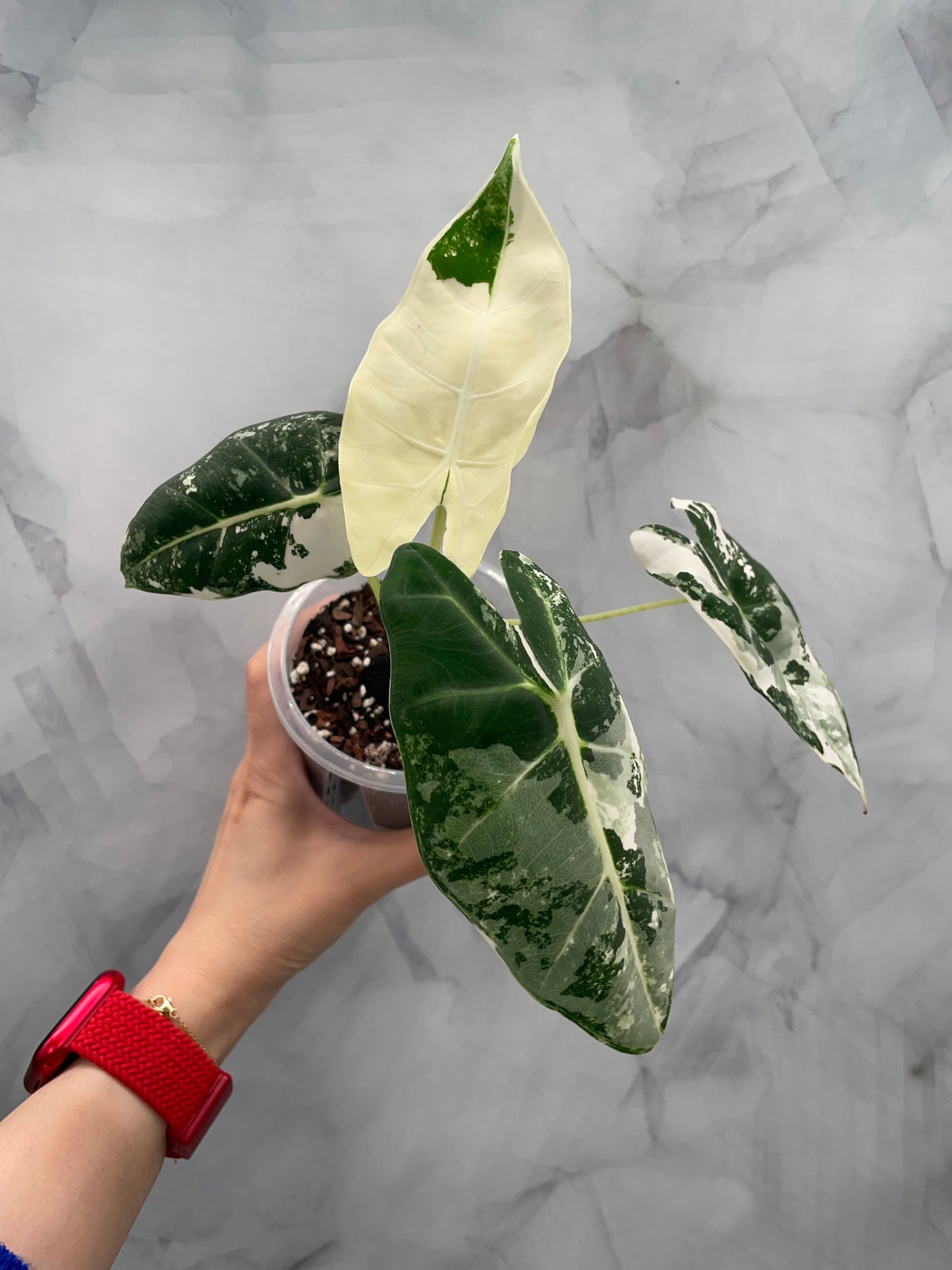 Alocasia Frydek Variegated in 3.9" Pot