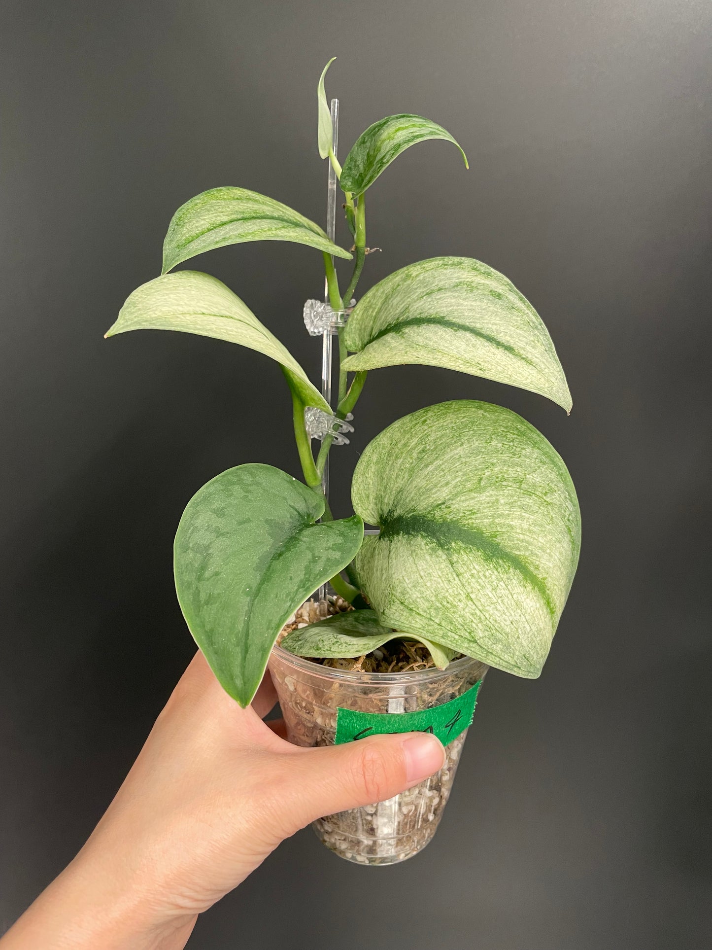 Scindapsus Exotica Mint