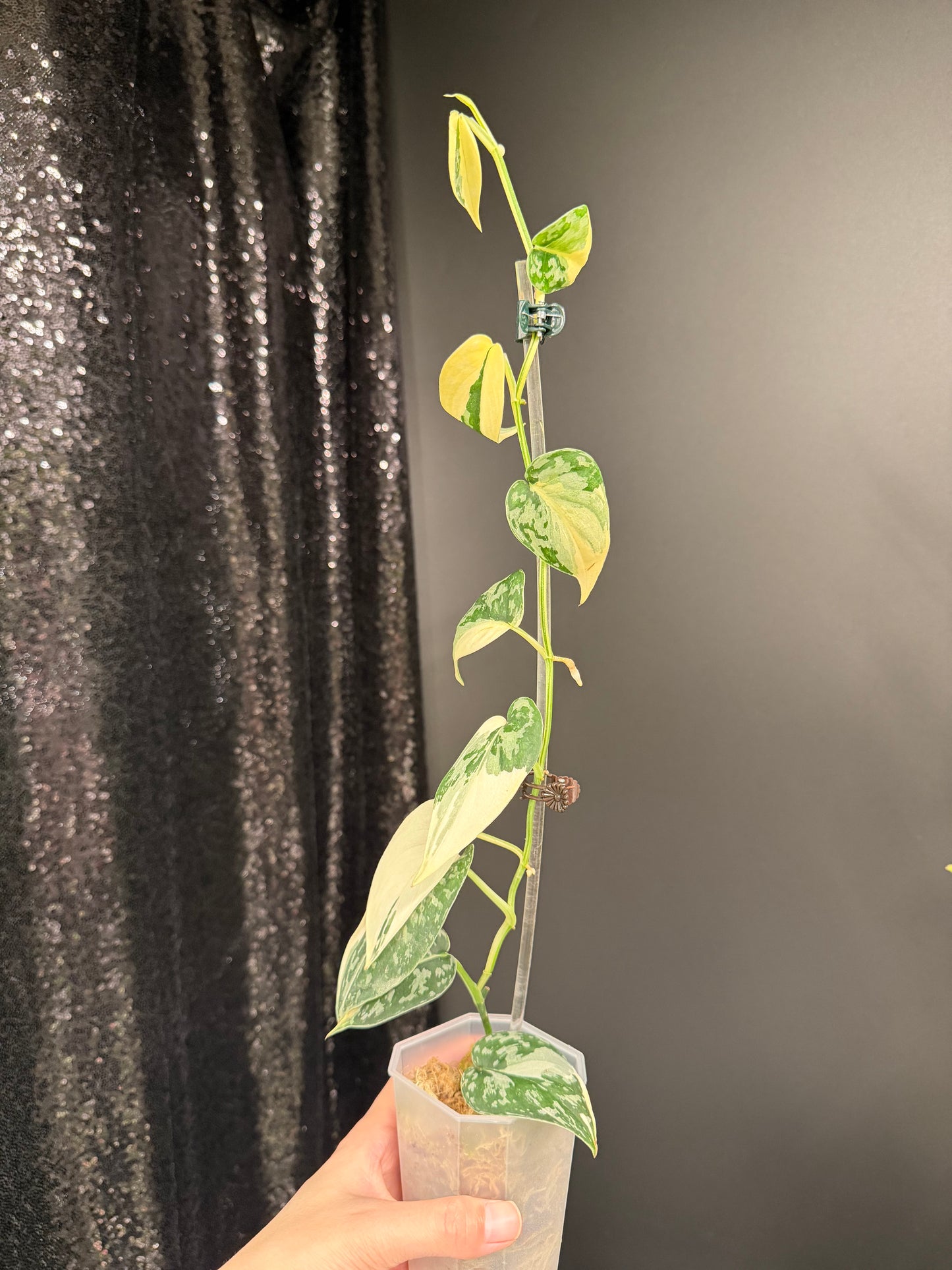 Scindapsus Mayari Variegated