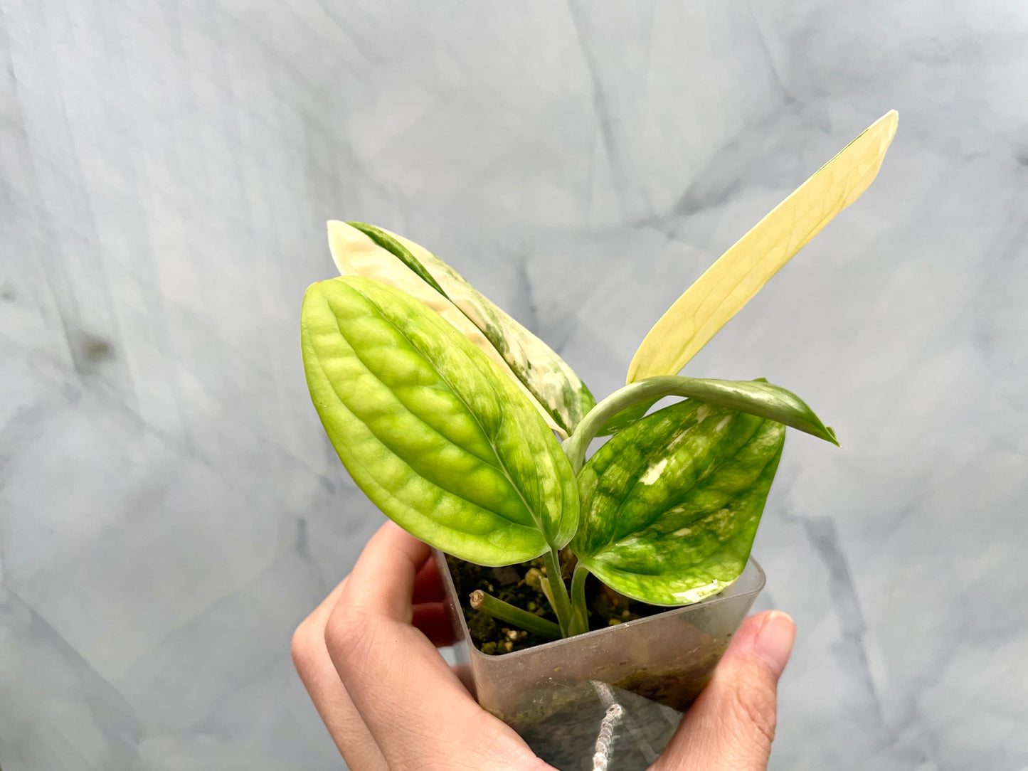 Monstera Peru Variegated Well Rooted Plant, Two Rooted Cuttings