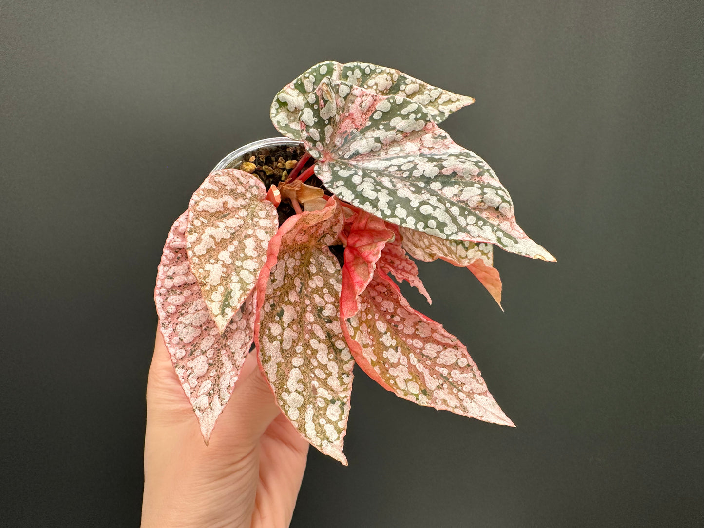 Begonia Snow Capped Variegated Rooted Plant
