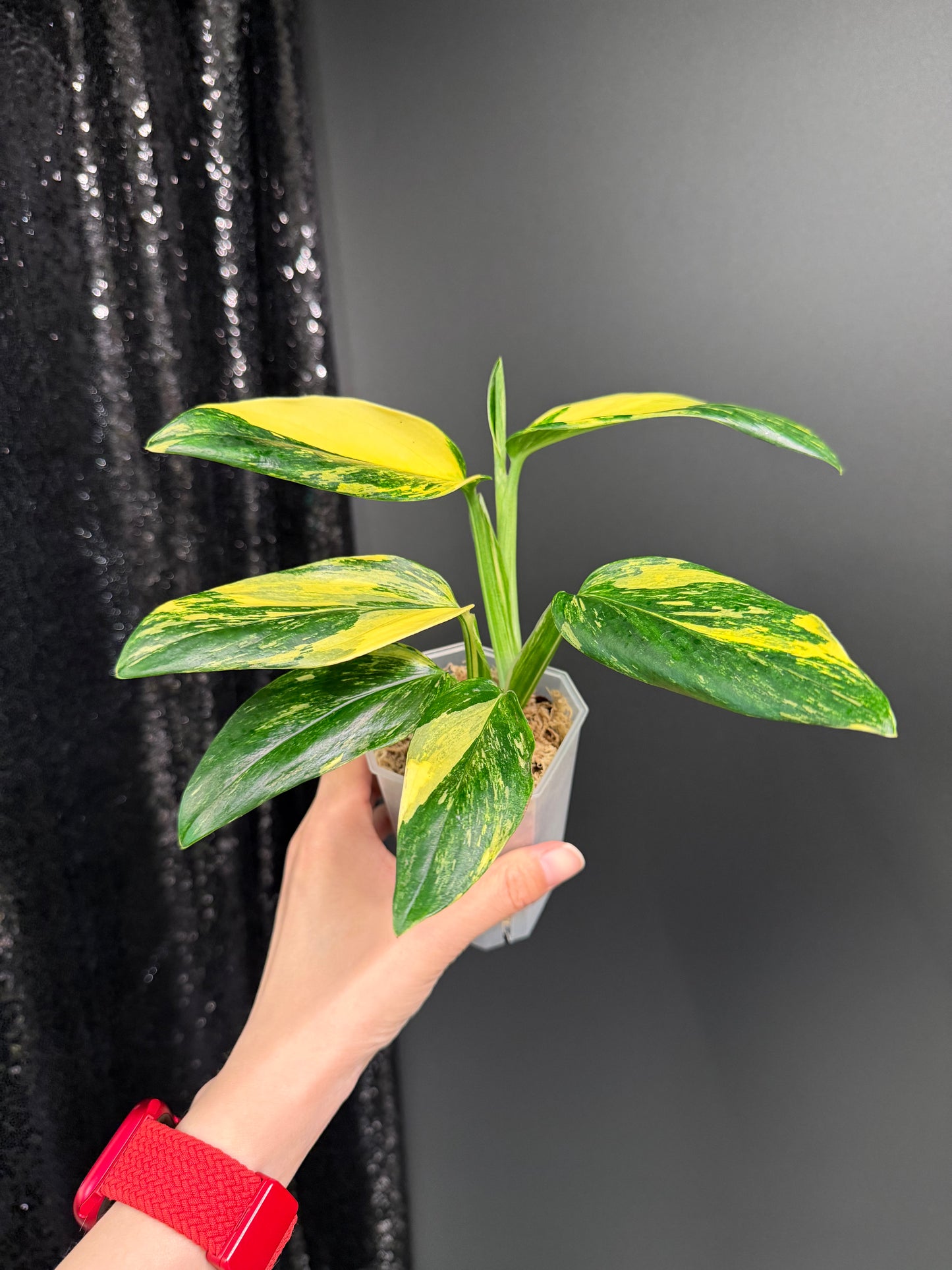 Monstera Standleyana Aure