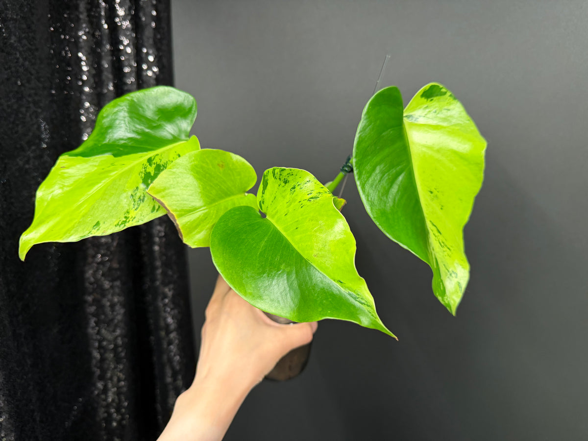 Monstera Light Lime