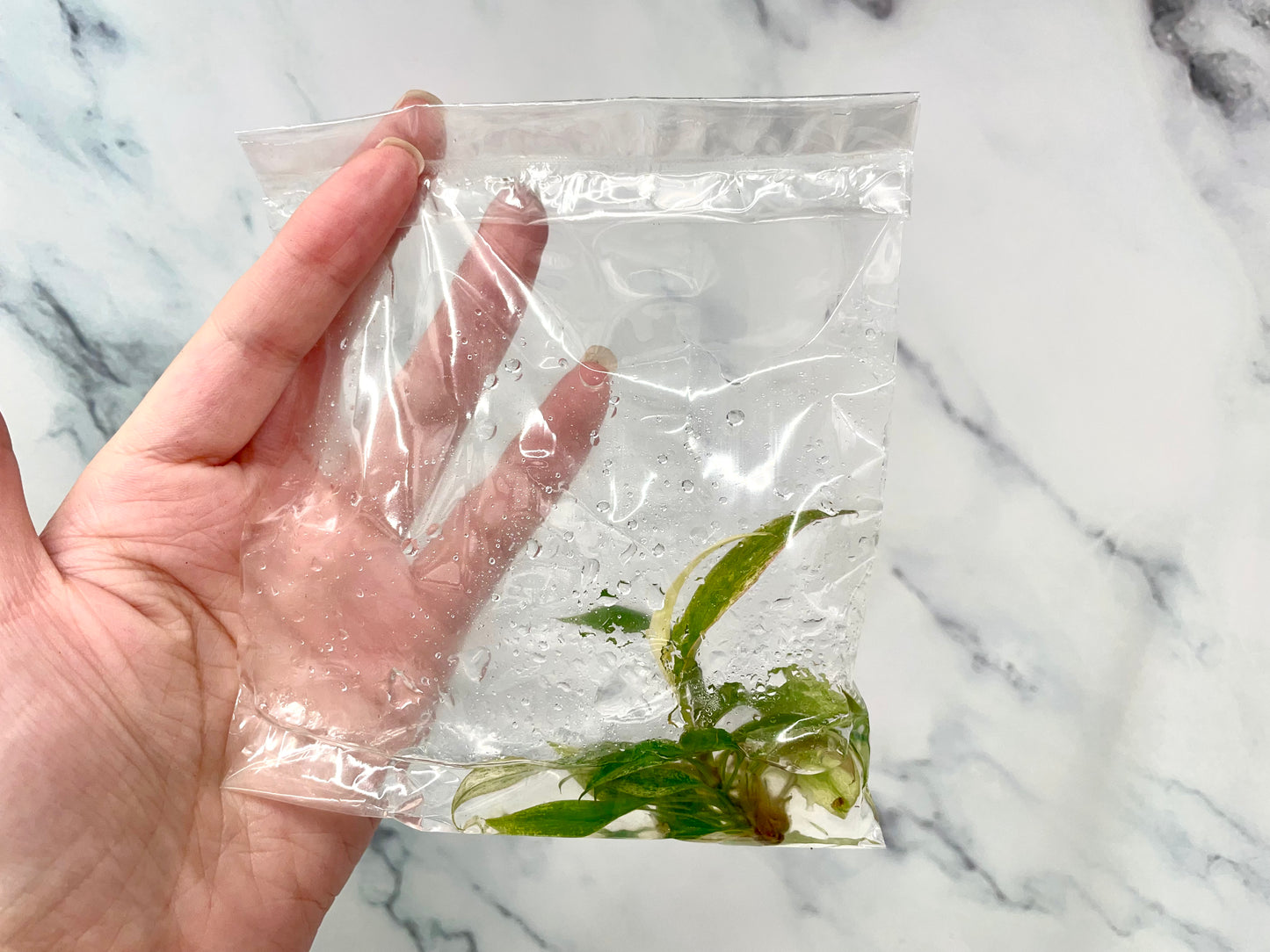 Philodendron Caramel Marble Exact Tissue Culture