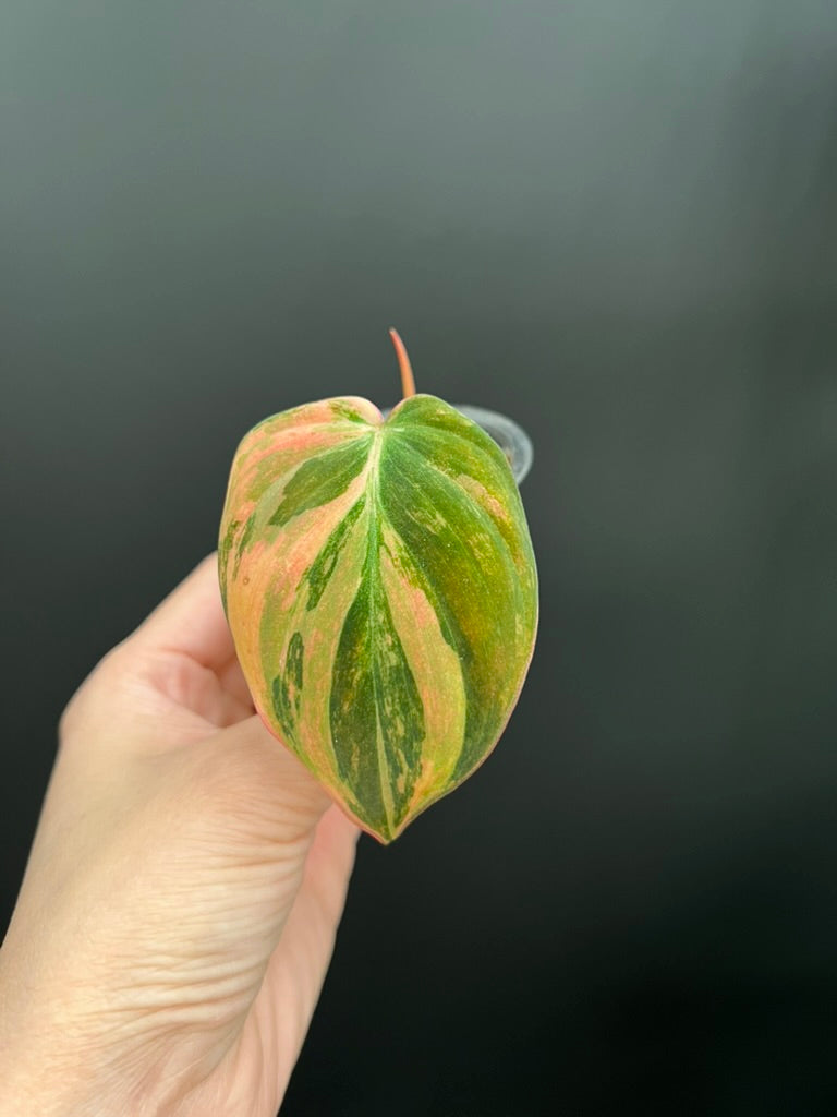 Variegated Aurea/Pink Philodendron Micans