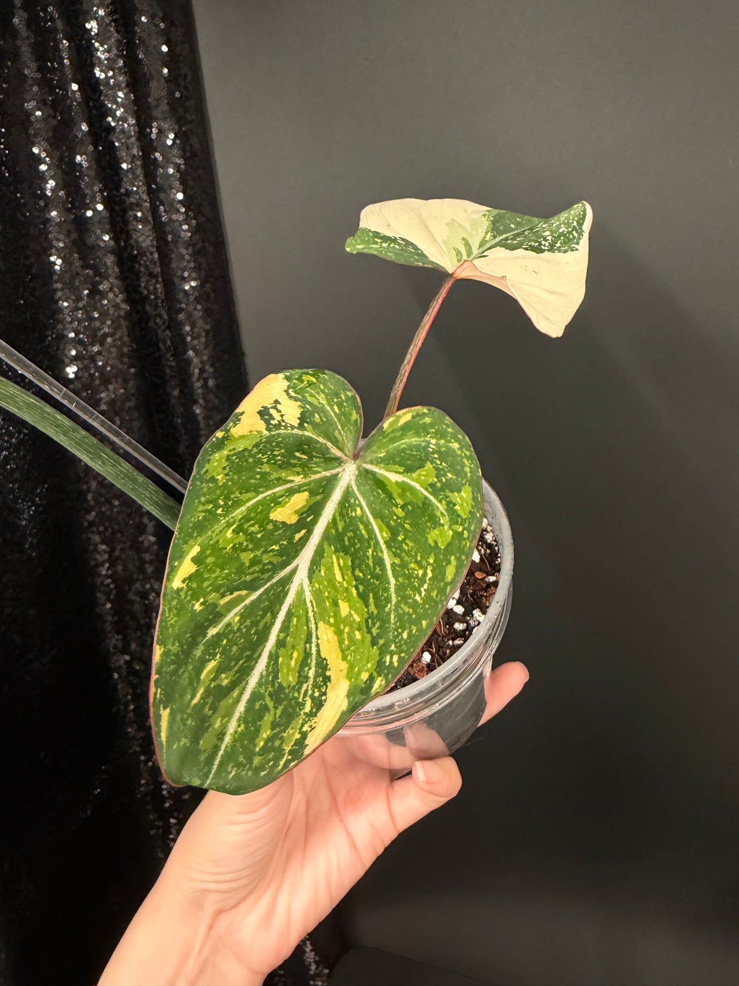 Philodendron Gloriosum Variegated