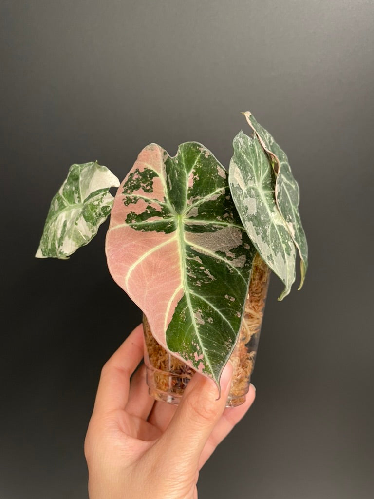 Alocasia Black Velvet Pink Variegated, High Variegation, Fresh Import