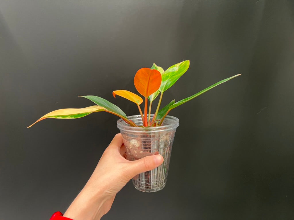Philodendron Red Congo Variegated