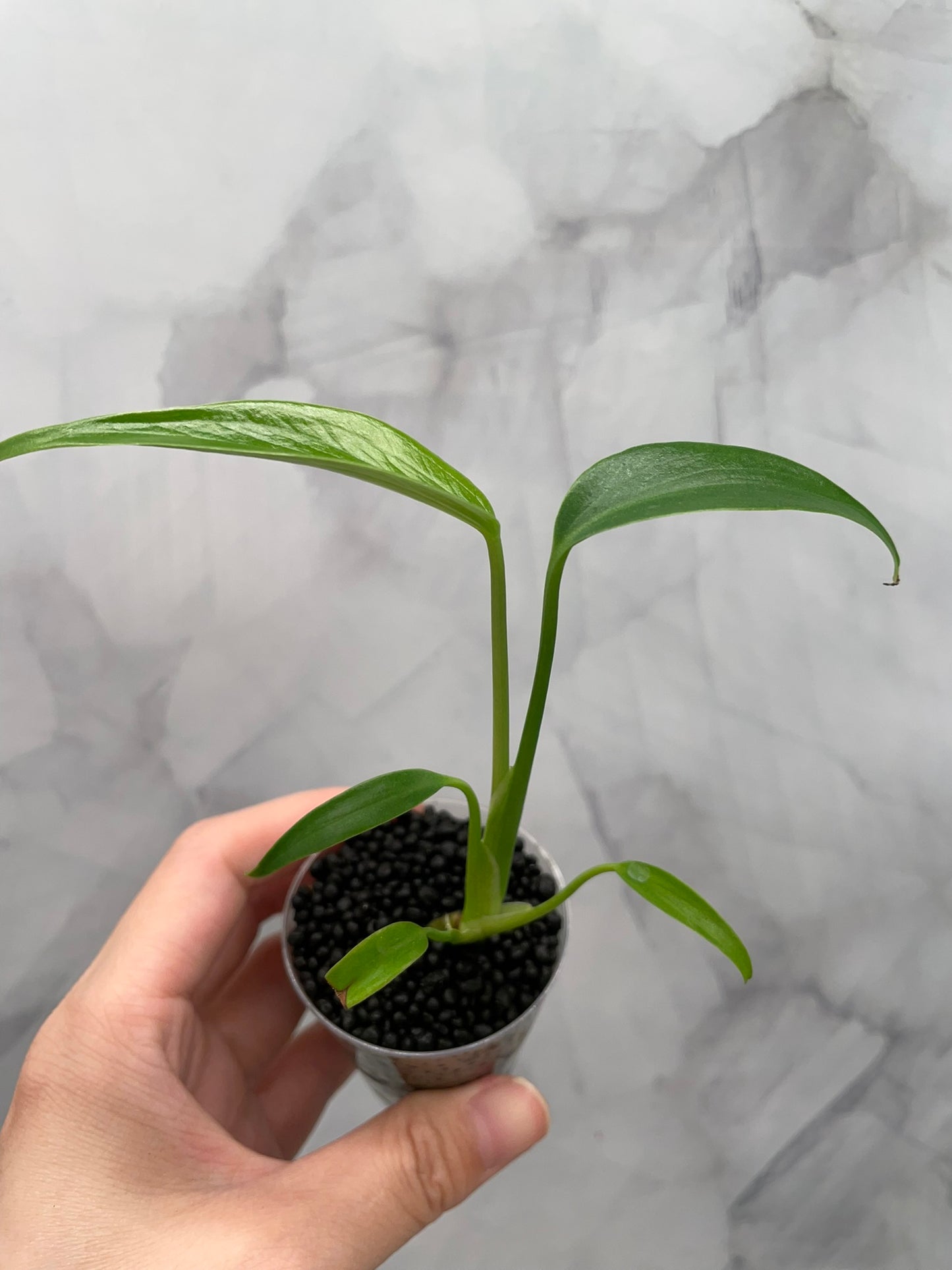 Monstera Burle Marx Flame, Starter in 2oz Cup