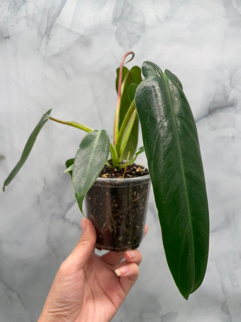 Philodendron Spiritus Sancti, Exact Plant