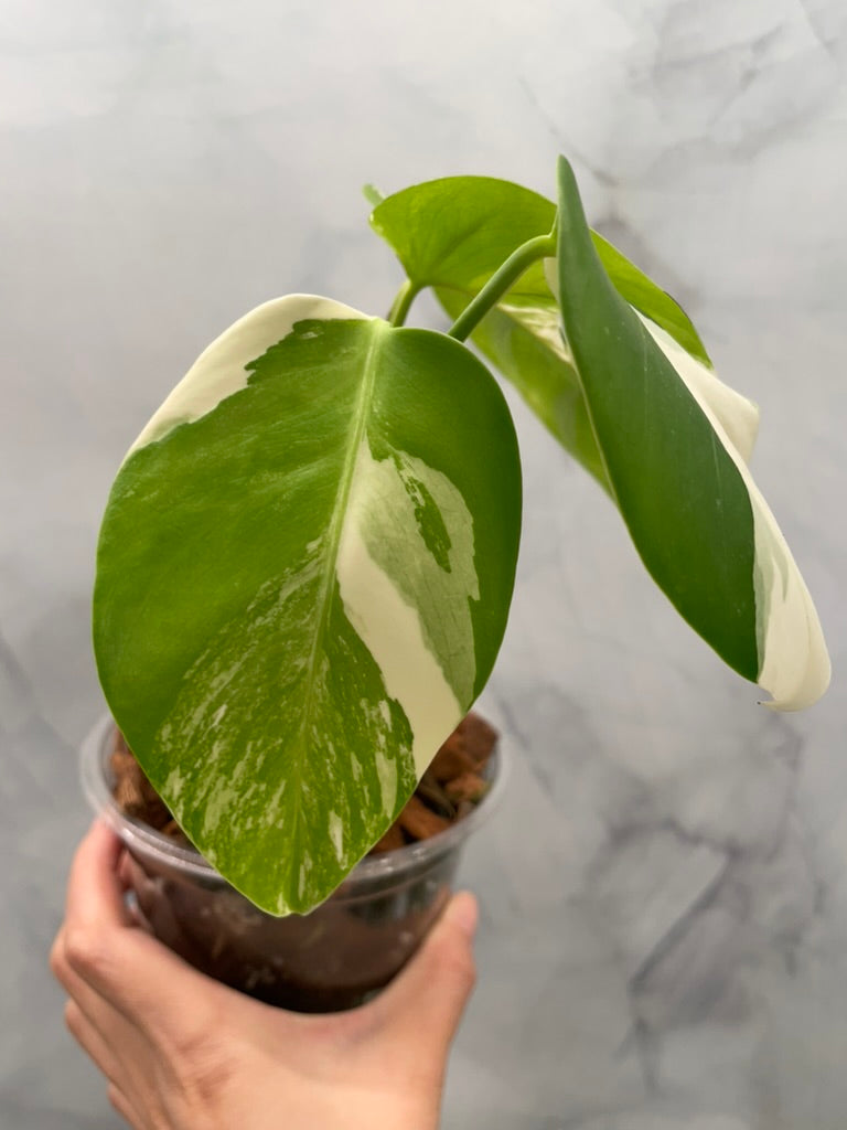 Monstera Albo, High Variegated Plant