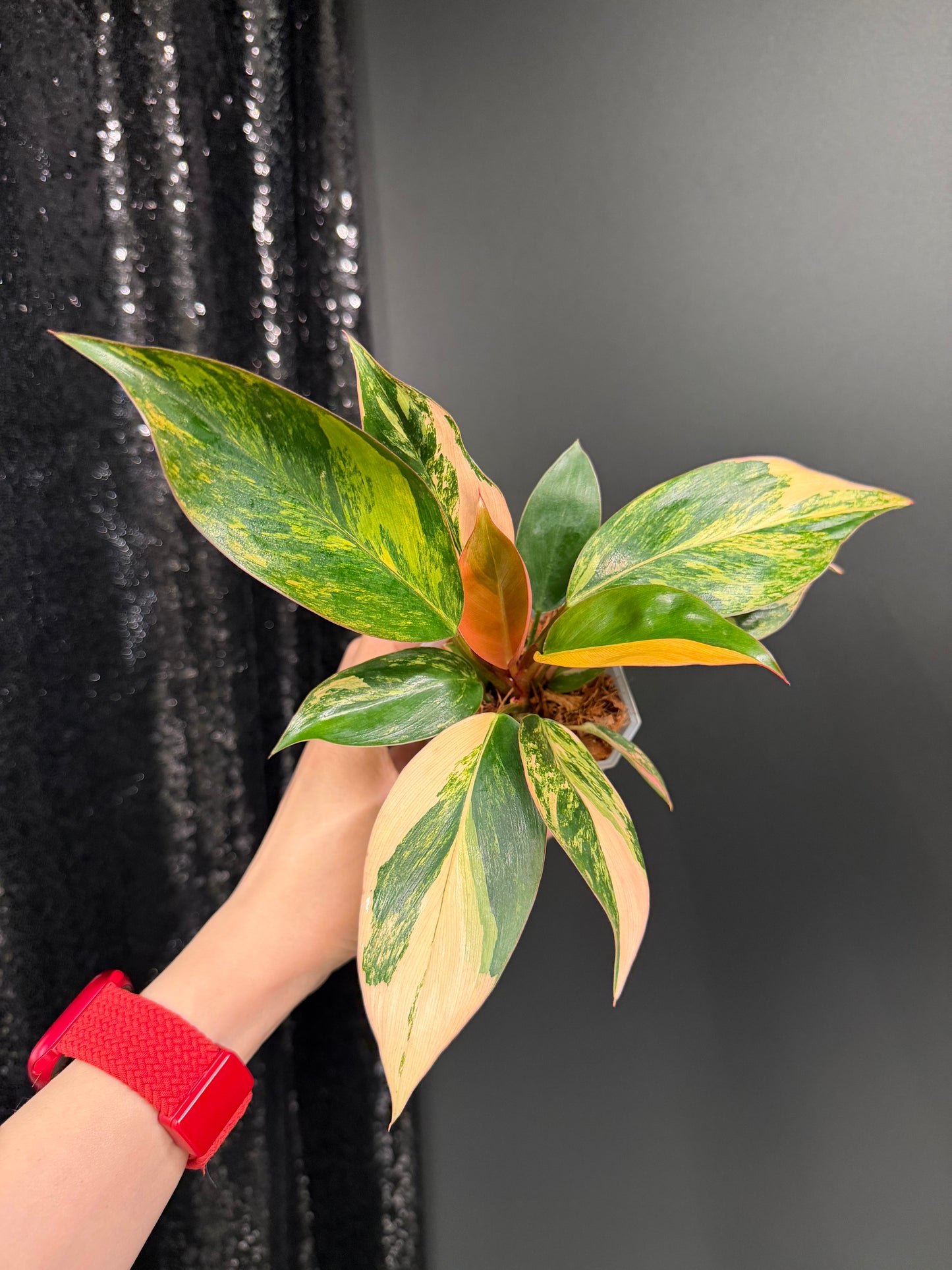 Variegated Philodendron Red Congo: Rare Aroid Plant