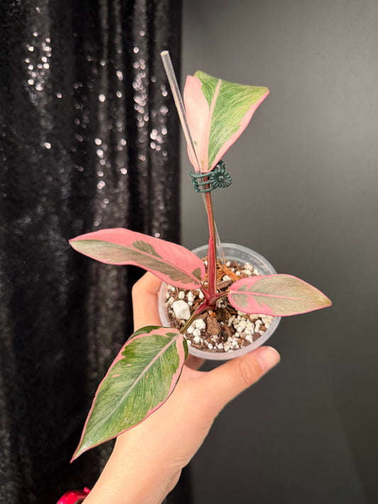 Philodendron Pink Princess Mutation