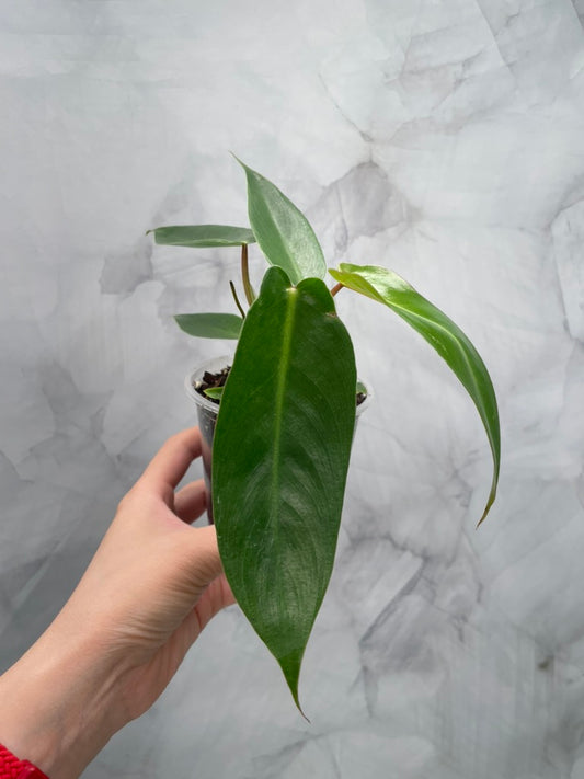 Philodendron Spiritus Sancti in 4" Pot