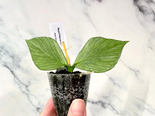 Hoya Variegated Silver Polyneura ROOTED Cutting, with New Growth