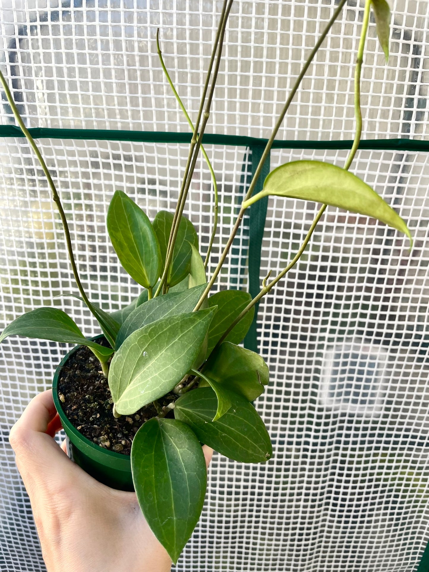 Hoya Pottsii 4" Pot, Exact Plant