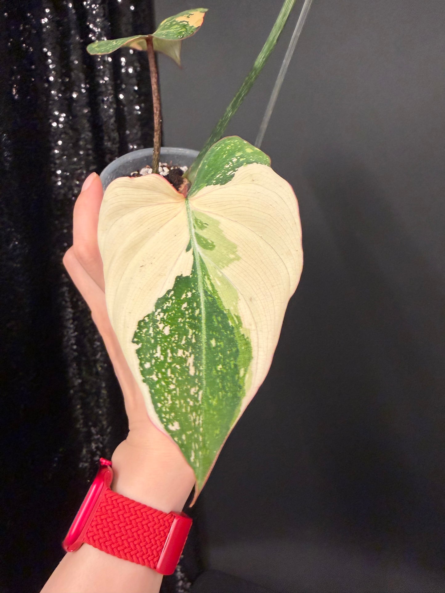 Philodendron Gloriosum Variegated