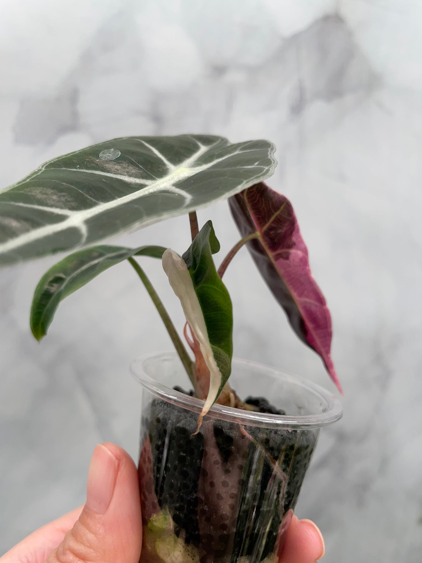 Alocasia Polly Pink Variegated | Stunning Pink Leaves, Well Established