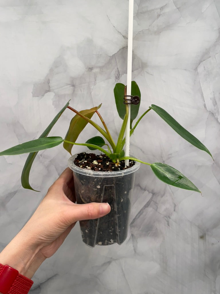 Philodendron Spiritus Sancti in 3.9" Pot