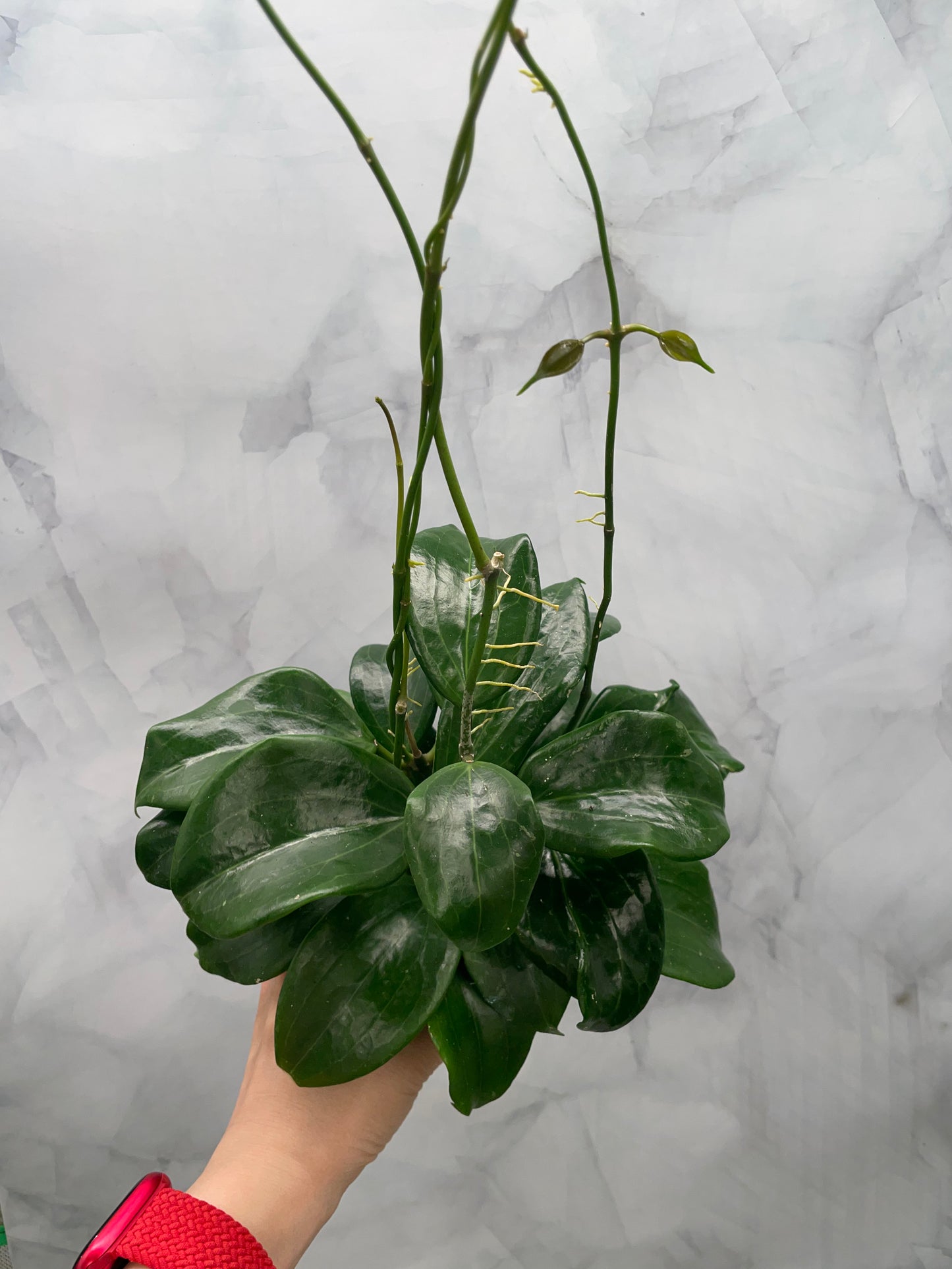 Hoya quinquenervia – Super Bushy in 4” Pot, #3