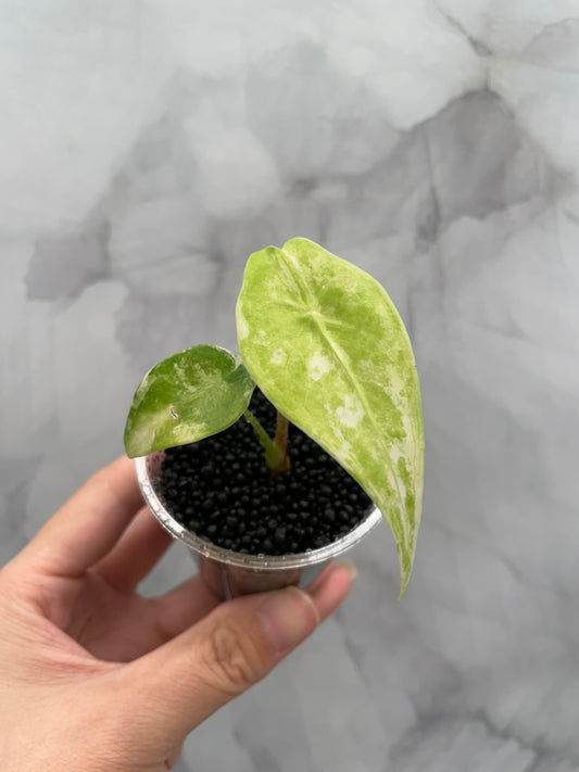 Variegated Alocasia Longiloba Albo Little Pup in 3 oz Cup