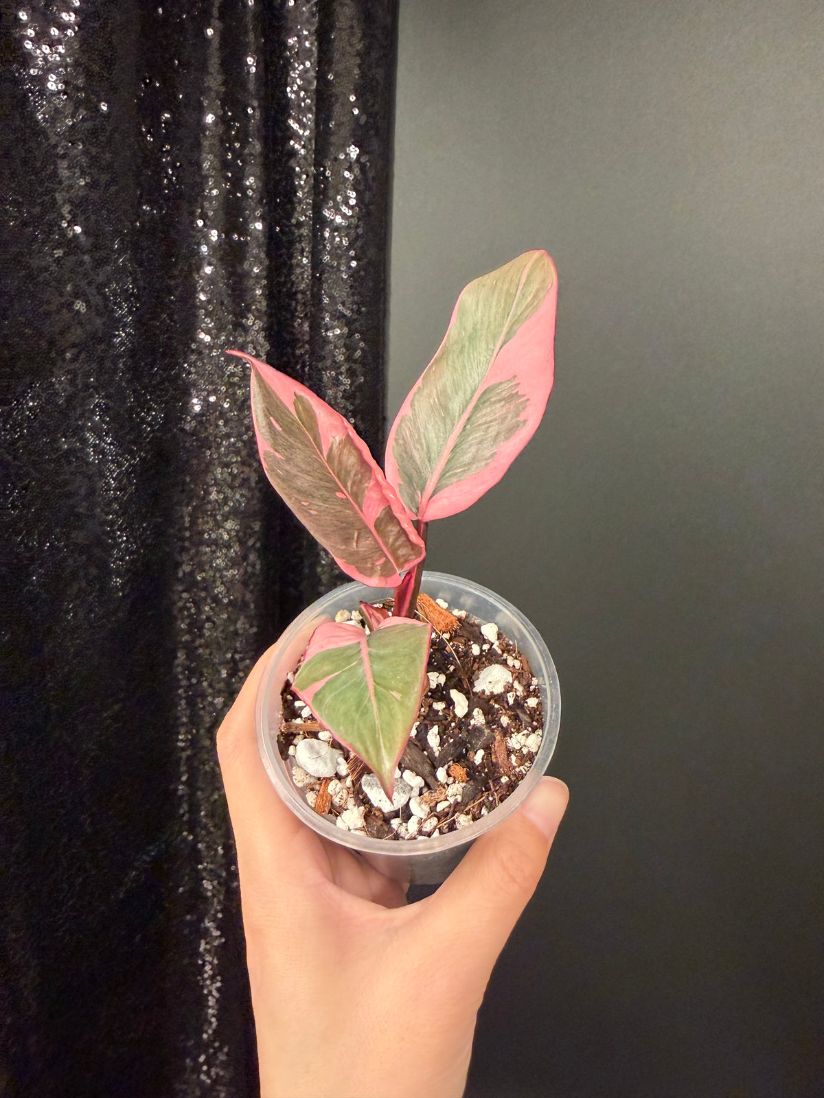 Philodendron Pink Princess Mutation