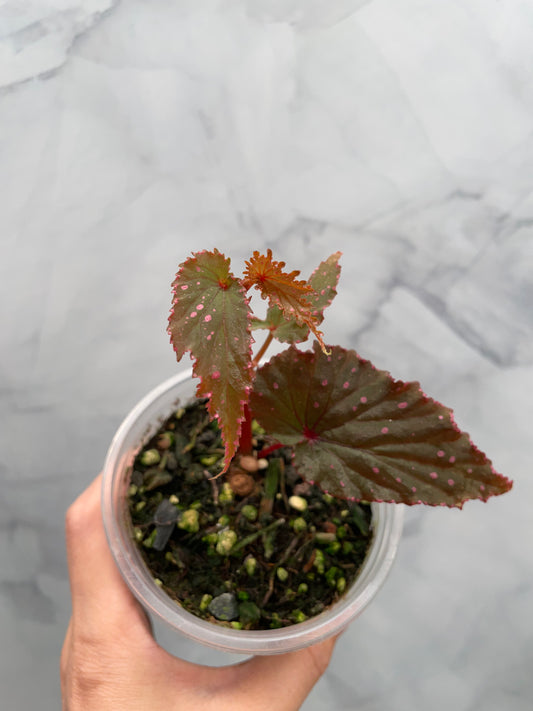 Begonia Gracilicyma Well Rooted Exact Plant