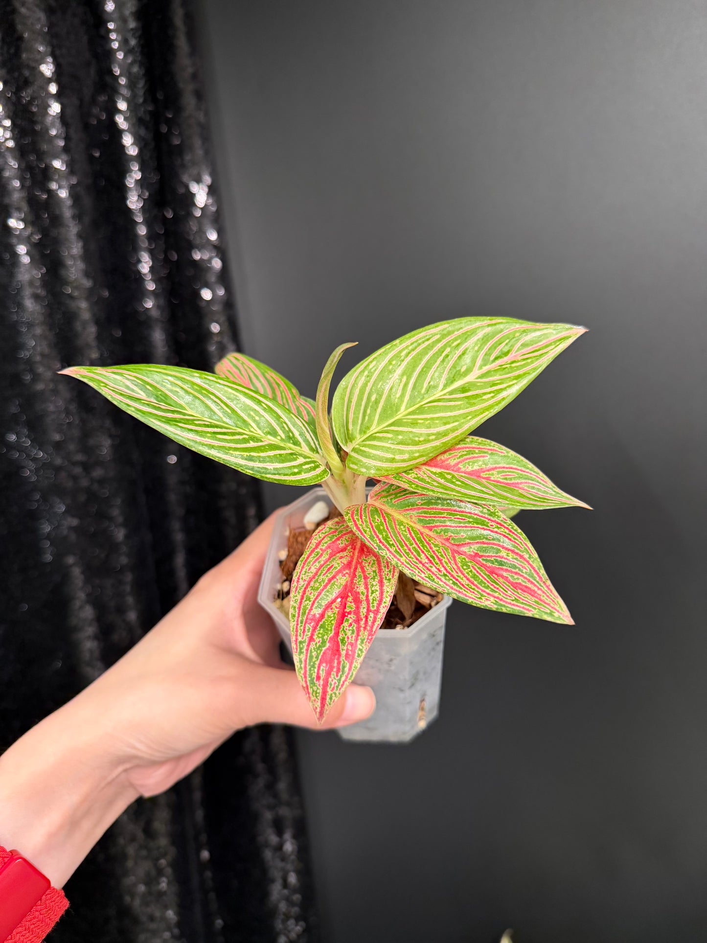 Aglaonema Golden Hope, Small