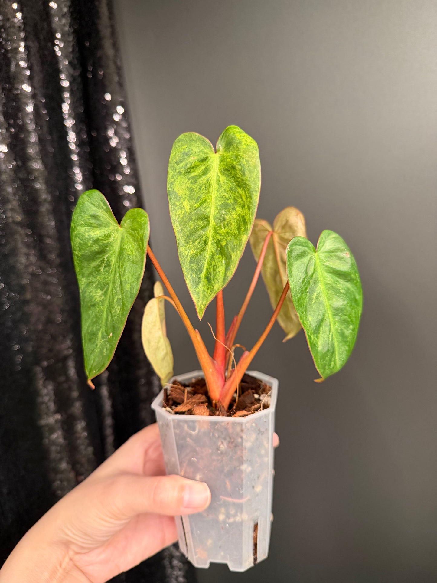 Philodendron El Choco x Billietiae Hybrid