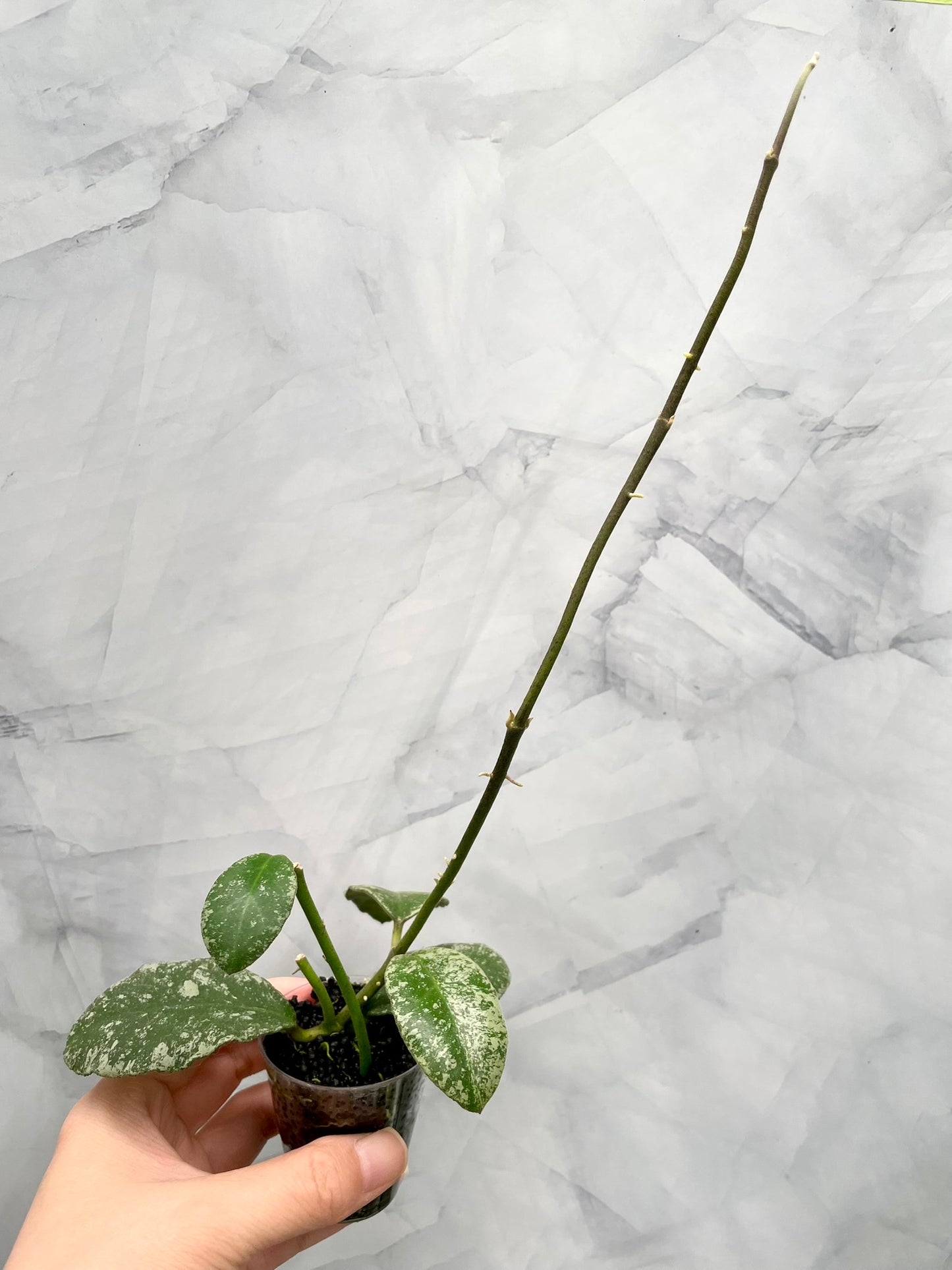 Hoya Waymaniae Splash, 2 Rooted Cuttings