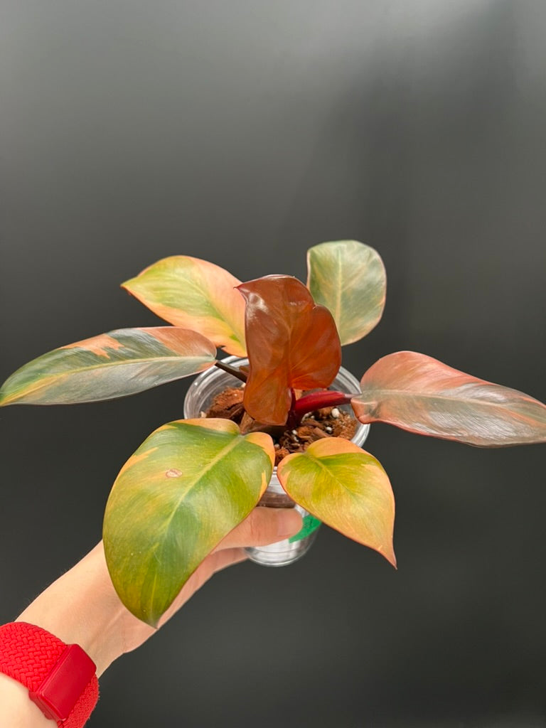 Philodendron Black Cardinal Variegated