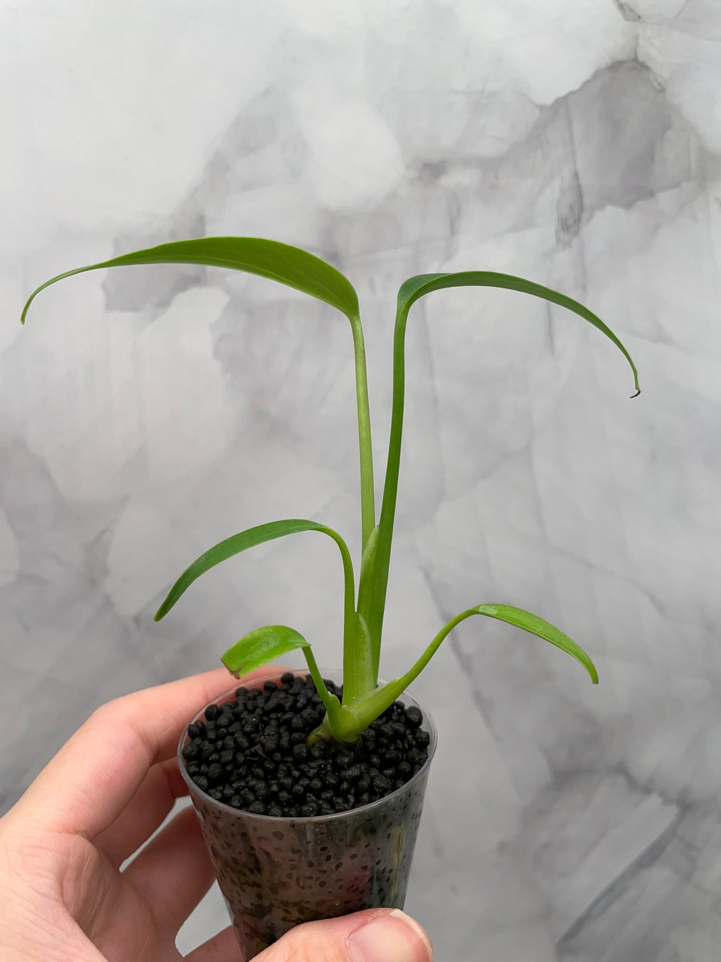 Monstera Burle Marx Flame, Starter in 2oz Cup