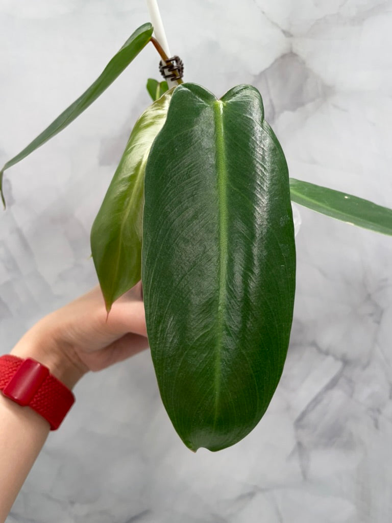 Philodendron Spiritus Sancti in 3.9" Pot