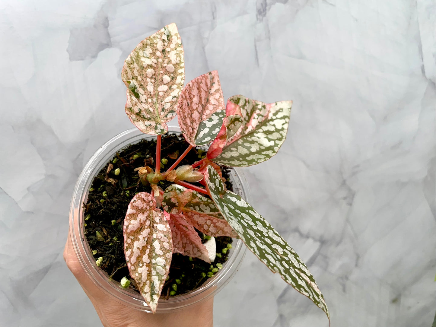 Begonia Snow Capped Variegated Well Rooted Plant #1