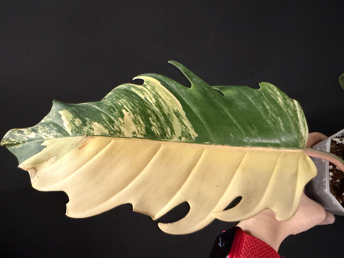 Philodendron Caramel Marble