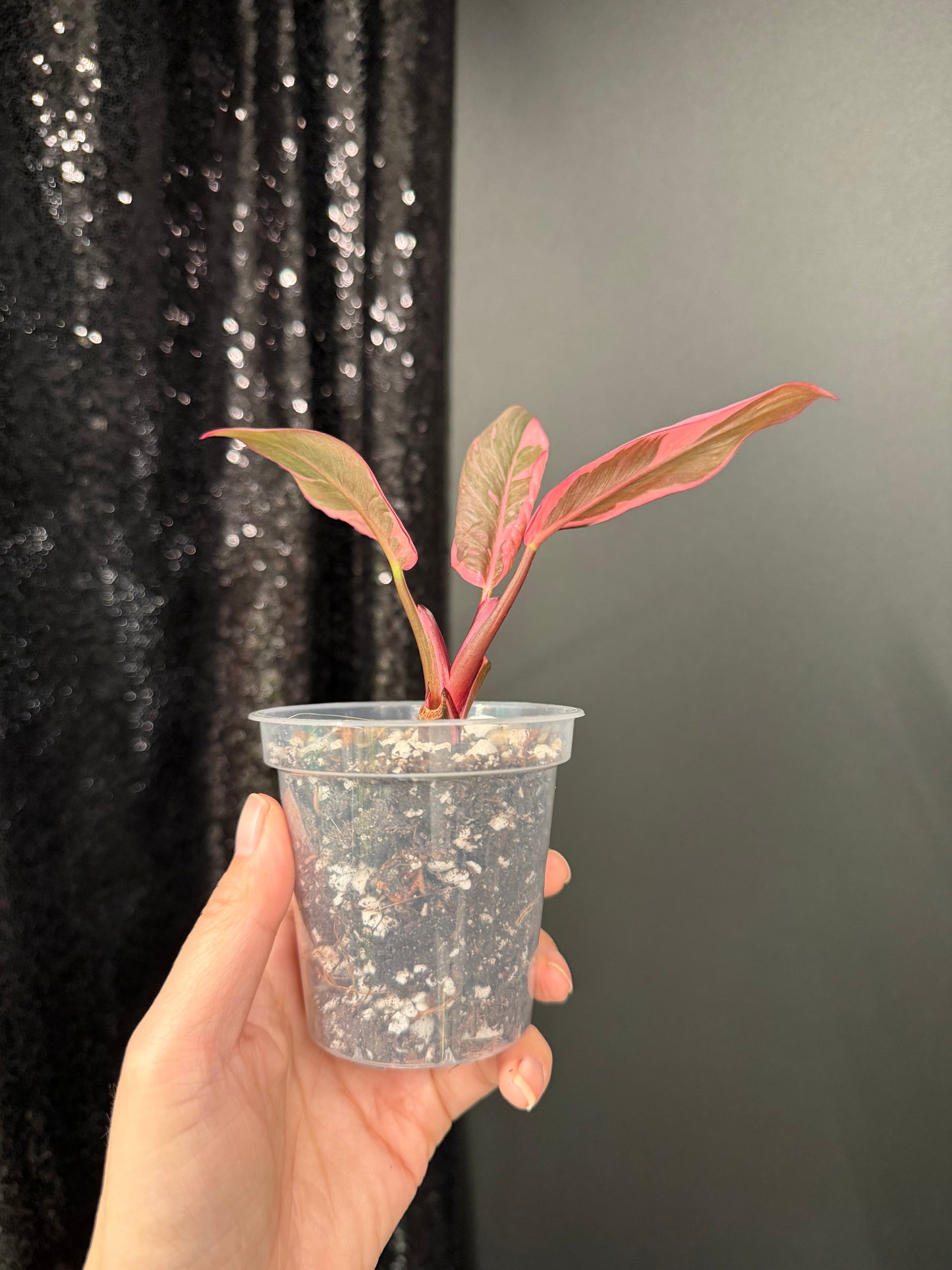 Philodendron Pink Princess Mutation