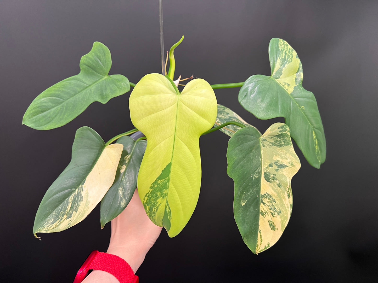 Philodendron Violin Variegated, Easy Rare Tropical Exotic Plants