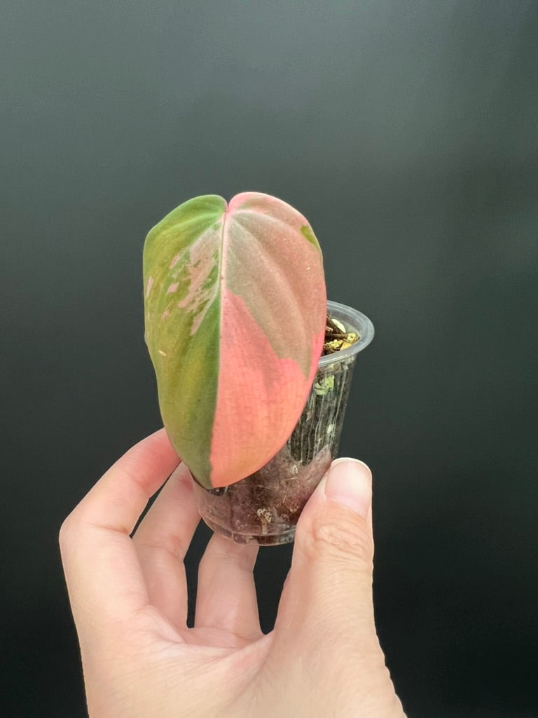 Variegated Aurea/Pink Philodendron Micans
