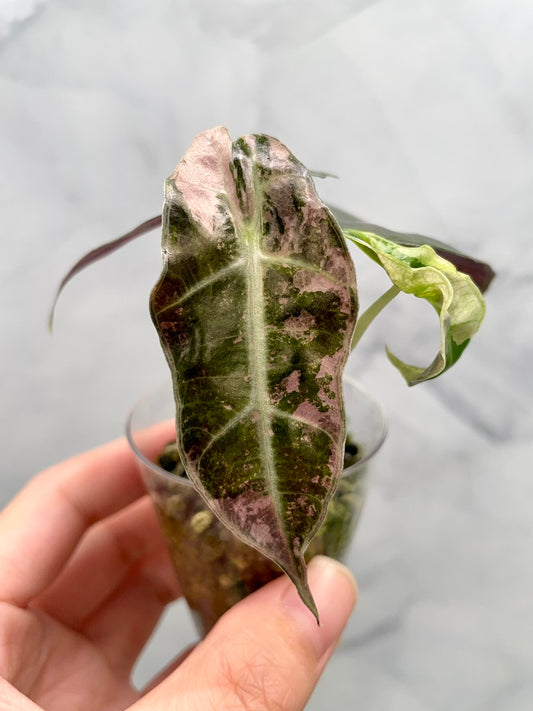 Alocasia Polly Pink Variegated | Stunning Pink Leaves, Well Established