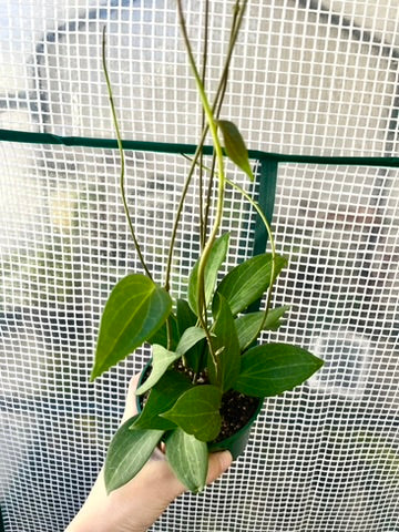 Hoya Pottsii 4" Pot (Grower’s Choice)
