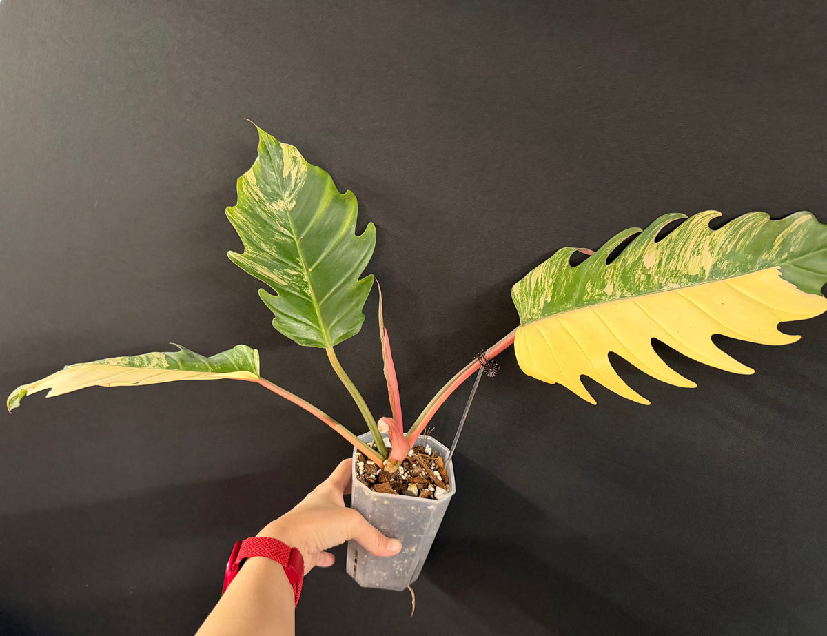 Philodendron Caramel Marble