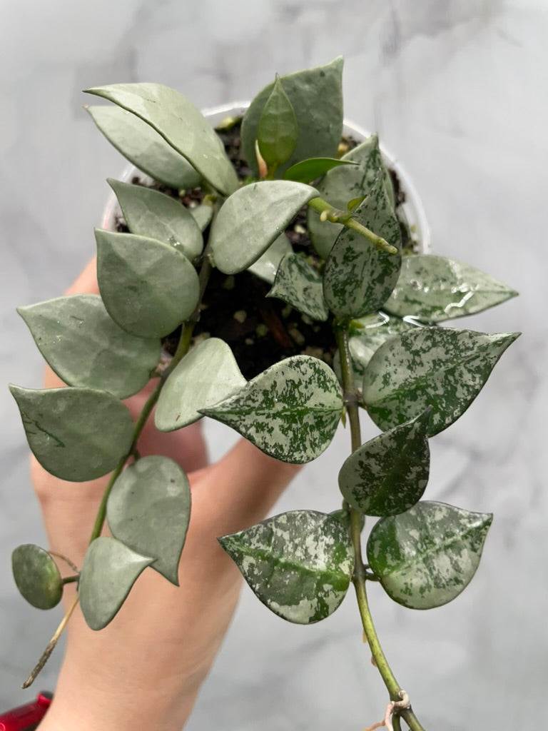 Hoya Krohniana Super Silver/Splash – Rare, Bushy, Healthy Plant in 4” Pot