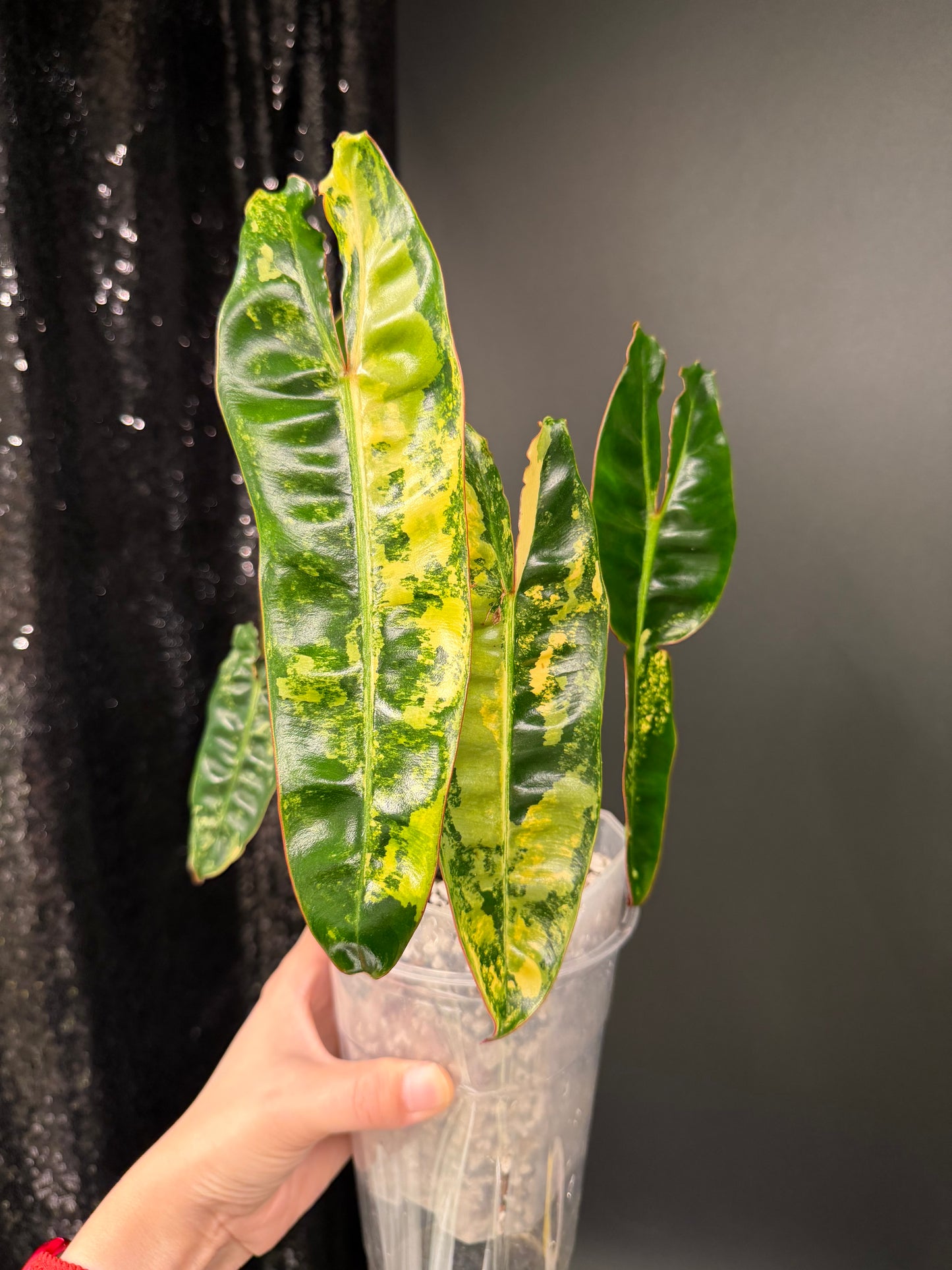 Philodendron Billie Variegated
