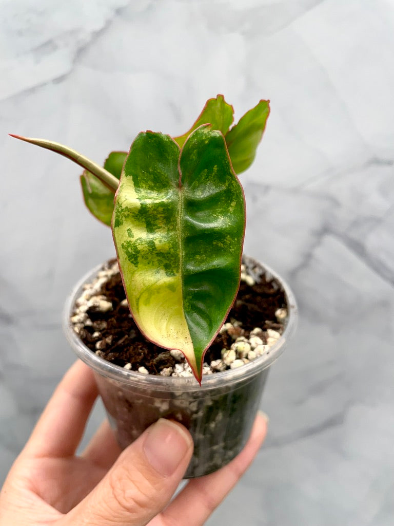 Philodendron billietiae variegated, Exact Plant
