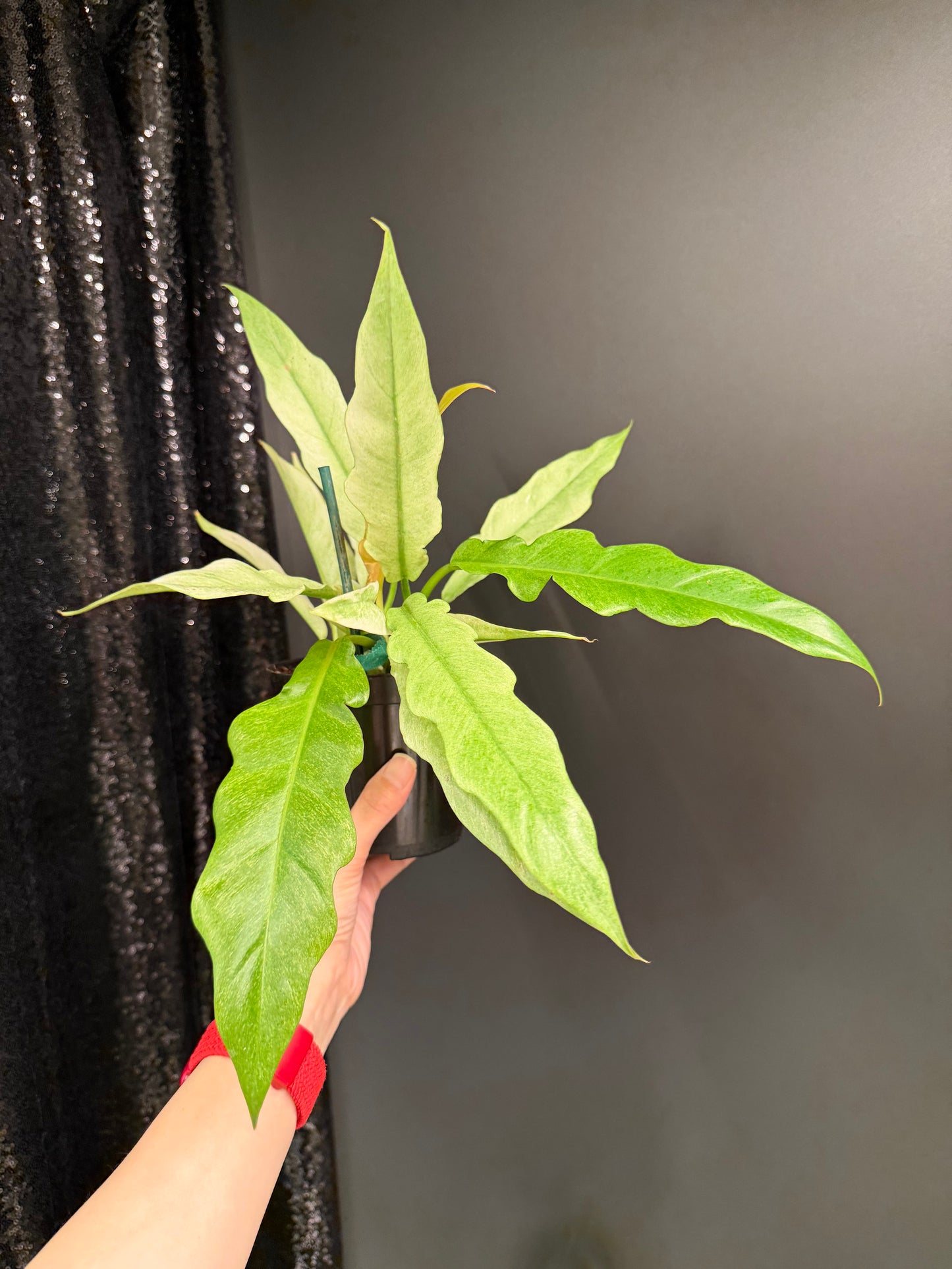 Philodendron Pluto Mint