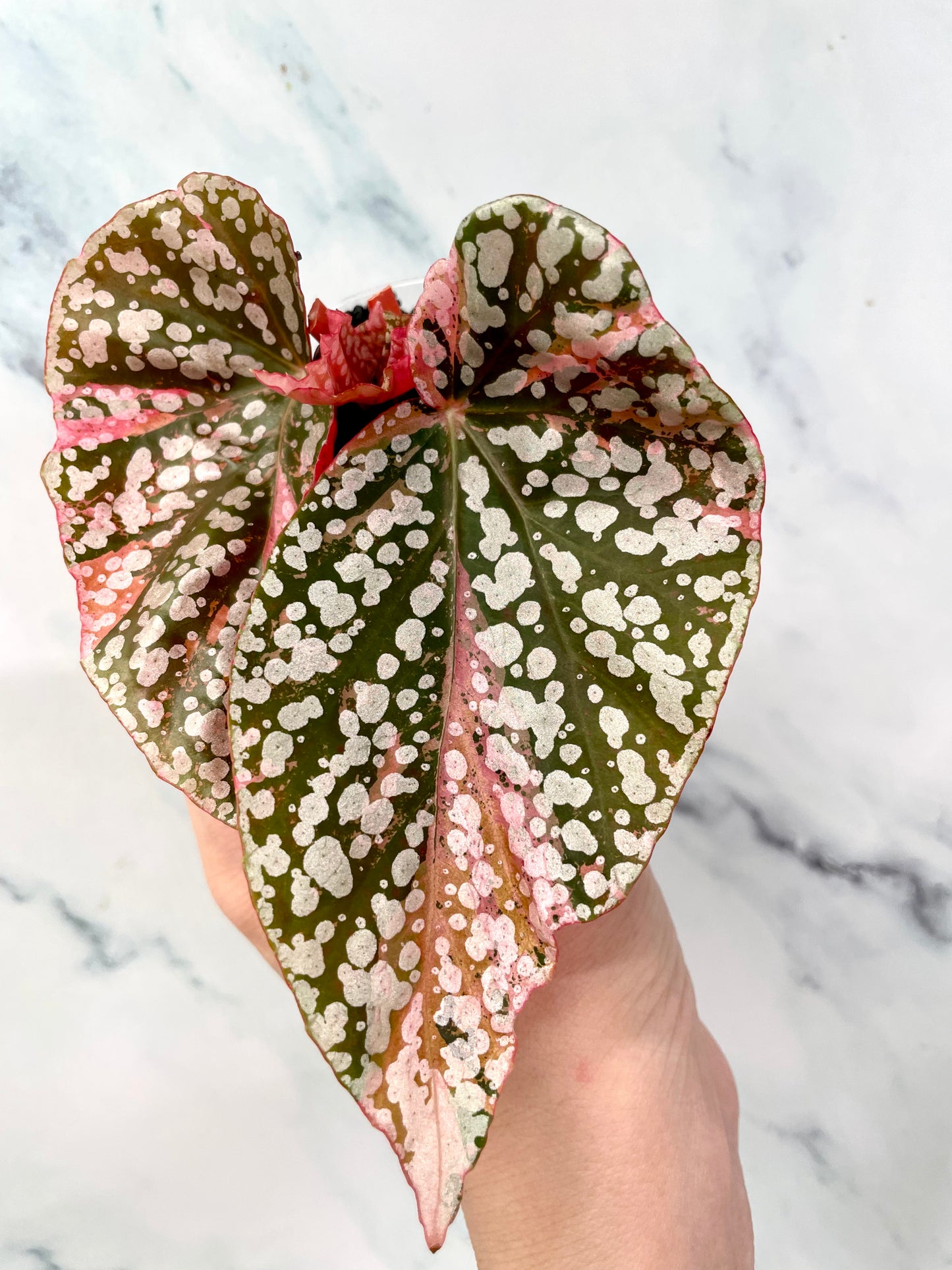 Begonia Snow Capped Variegated Newly Rooted Plant