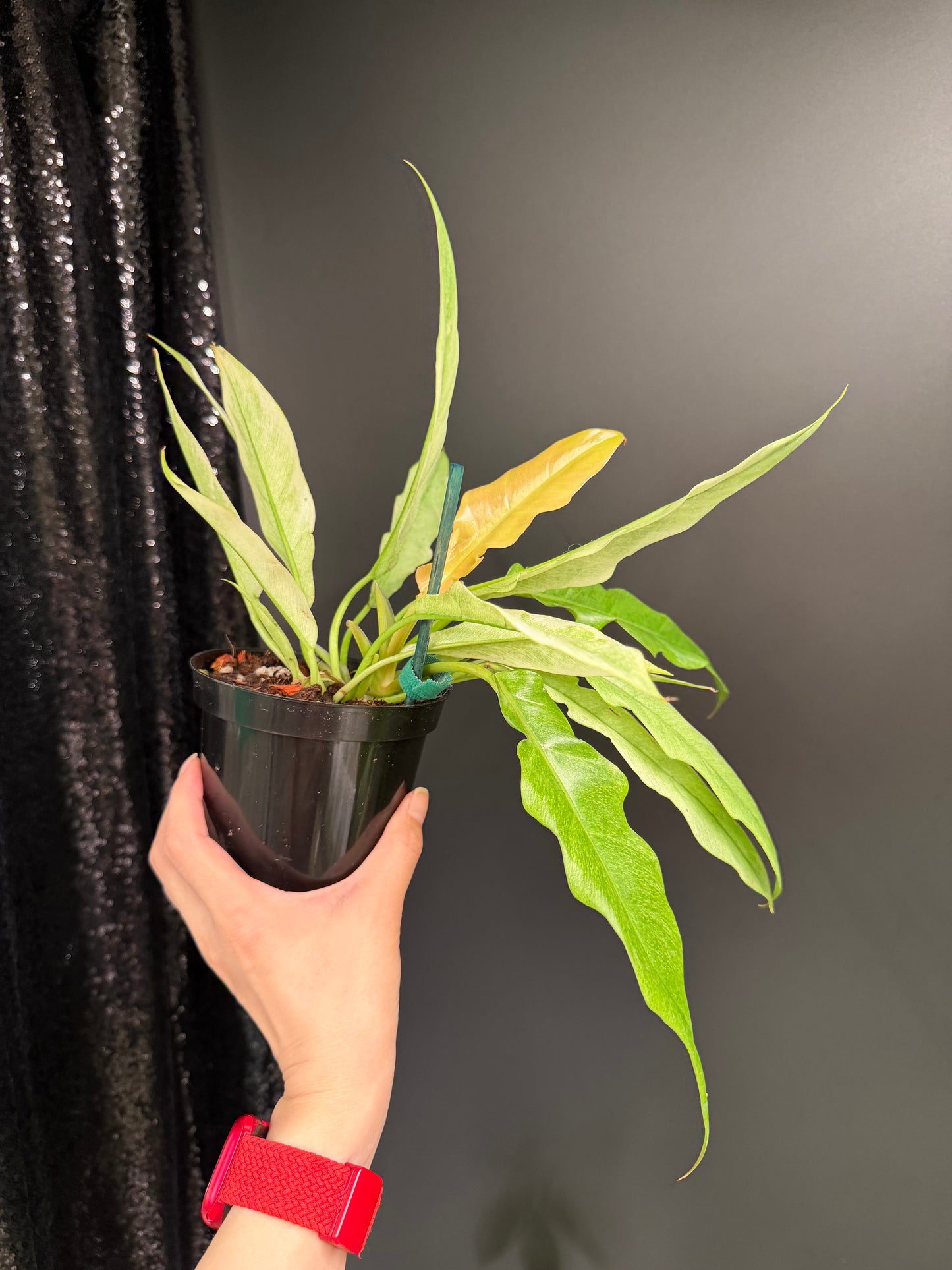 Philodendron Pluto Mint