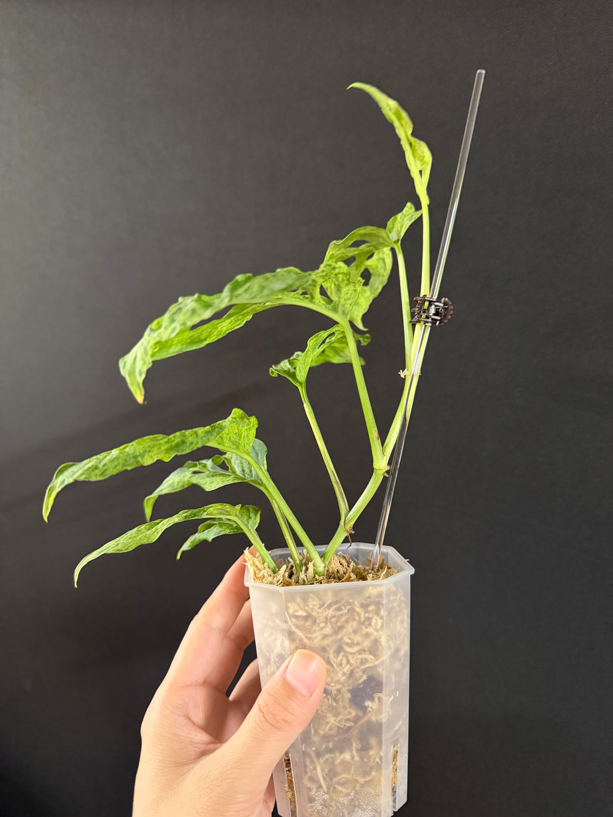 Monstera Adansonii Laniata Mottled